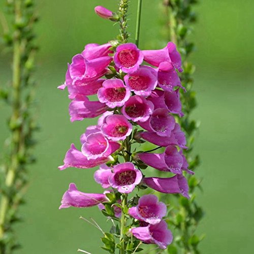 Generic 50 Common Foxglove Flower Seed Beautiful Digitalis